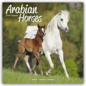 Arabian Horses Calendar 2024 Square Horses Wall Calendar - 16 Month - 2877042557