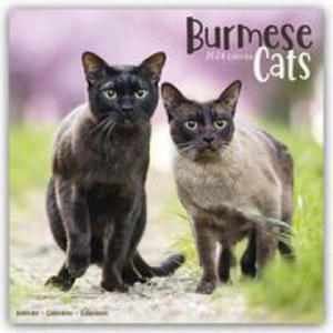 Cats - Burmese Calendar 2024 Square Cat Wall Calendar - 16 Month - 2877313703