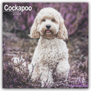 Cockapoo Calendar 2024 Square Dog Breed Wall Calendar - 16 Month - 2877043094