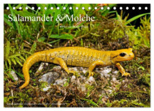 Salamander und Molche (Tischkalender 2024 DIN A5 quer), CALVENDO Monatskalender - 2878443970