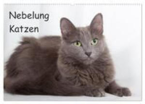 Nebelung Katzen (Wandkalender 2024 DIN A2 quer), CALVENDO Monatskalender - 2877969680