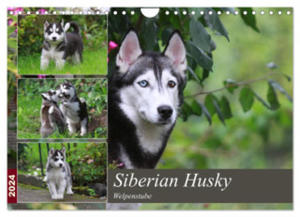 Siberian Husky - Welpenstube (Wandkalender 2024 DIN A4 quer), CALVENDO Monatskalender - 2877634950