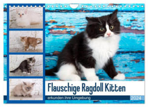 Flauschige Ragdoll Kitten (Wandkalender 2024 DIN A4 quer), CALVENDO Monatskalender - 2878443909