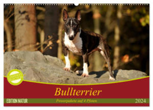 Bullterrier, Powerpakete auf 4 Pfoten (Wandkalender 2024 DIN A2 quer), CALVENDO Monatskalender - 2877611161