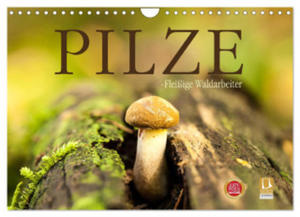 Pilze - fleiige Waldarbeiter (Wandkalender 2024 DIN A4 quer), CALVENDO Monatskalender - 2877639663