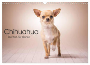 Chihuahua - Die Welt der Kleinen (Wandkalender 2024 DIN A3 quer), CALVENDO Monatskalender - 2877969594
