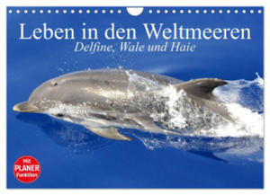 Leben in den Weltmeeren. Delfine, Wale und Haie (Wandkalender 2024 DIN A4 quer), CALVENDO Monatskalender - 2877610273