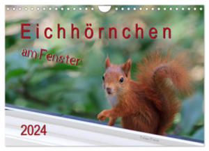 Eichhrnchen am Fenster (Wandkalender 2024 DIN A4 quer), CALVENDO Monatskalender - 2877610917