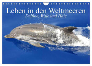 Leben in den Weltmeeren. Delfine, Wale und Haie (Wandkalender 2024 DIN A4 quer), CALVENDO Monatskalender - 2877610916