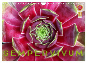 Sempervivum - Hauswurz (Wandkalender 2024 DIN A4 quer), CALVENDO Monatskalender - 2877634926