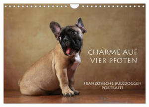 Charme auf vier Pfoten - Franzsische Bulldoggen Portraits (Wandkalender 2024 DIN A4 quer), CALVENDO Monatskalender - 2877969587