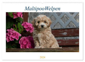 Maltipoo Welpen (Wandkalender 2024 DIN A2 quer), CALVENDO Monatskalender - 2877631526