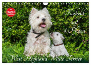 Kobold auf 4 Pfoten - West Highland White Terrier (Wandkalender 2024 DIN A4 quer), CALVENDO Monatskalender - 2877639506