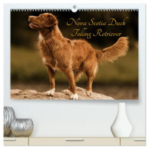 Nova Scotia Duck Tolling Retriever (hochwertiger Premium Wandkalender 2024 DIN A2 quer), Kunstdruck in Hochglanz - 2877634868