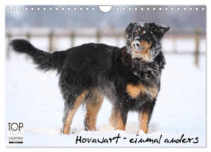 Hovawarte - einmal anders (Wandkalender 2024 DIN A4 quer), CALVENDO Monatskalender - 2877630649