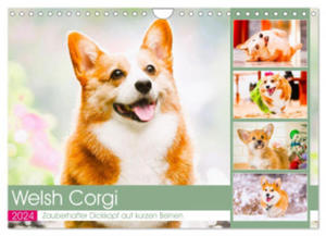 Welsh Corgi. Zauberhafter Dickkopf auf kurzen Beinen (Wandkalender 2024 DIN A4 quer), CALVENDO Monatskalender - 2877639496