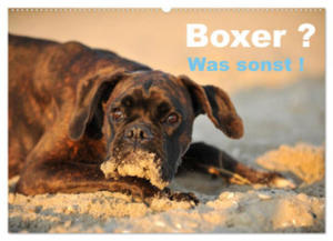 Boxer ? Was sonst ! (Wandkalender 2024 DIN A2 quer), CALVENDO Monatskalender - 2877639430