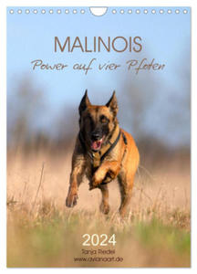 Malinois Power auf vier Pfoten (Wandkalender 2024 DIN A4 hoch), CALVENDO Monatskalender - 2877629480