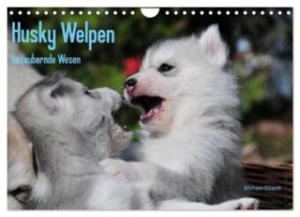 Husky Welpen (Wandkalender 2024 DIN A4 quer), CALVENDO Monatskalender - 2877639412