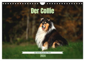 Der Collie der beste Hund der Welt (Wandkalender 2024 DIN A4 quer), CALVENDO Monatskalender - 2877610913