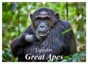 Ugandan Great Apes (Wall Calendar 2024 DIN A3 landscape), CALVENDO 12 Month Wall Calendar - 2877638921