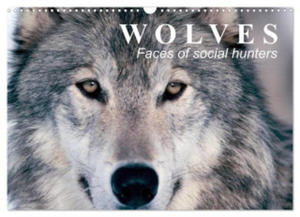 Wolves ? Faces of social hunters (Wall Calendar 2024 DIN A3 landscape), CALVENDO 12 Month Wall Calendar - 2877610205