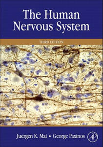 Human Nervous System - 2878796428