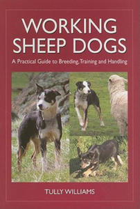 Working Sheep Dogs - 2878787601