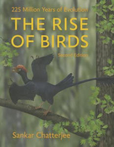 Rise of Birds - 2878299249