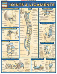 Joints and Ligaments - 2878082221