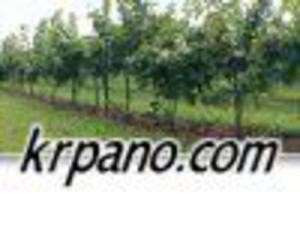 KRPano - 2824379693