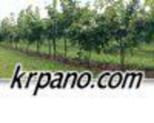 KRPano Bing Maps Plugin - 2824379772