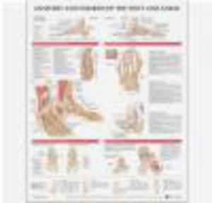 Anatomy and Injuries of the Foot and Ankle - 2822222547