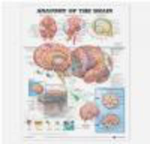 Anatomy of the Brain Anatomical Chart - 2822222549