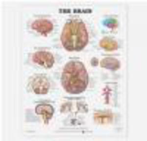 Brain Chart - 2822222652