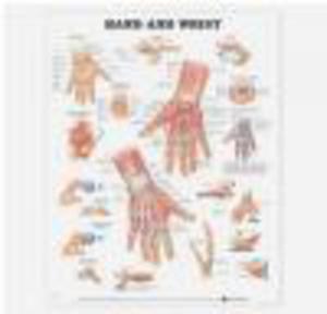 Hand and Wrist Anatomical Chart - 2822223083