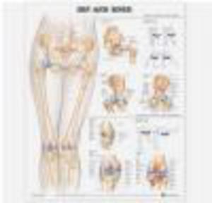 Hip and Knee Anatomical Chart - 2822223151