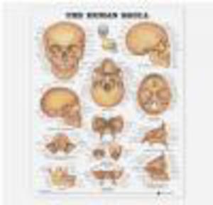 Human Skull Chart - 2822223179