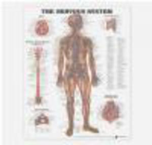 Nervous System Chart - 2822223500