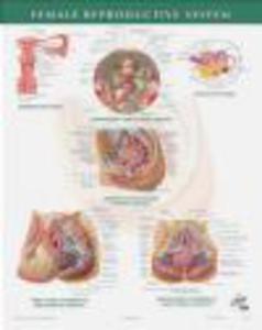 Netter Anatomy Chart Female Reproductive System - 2822223502