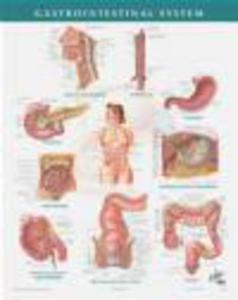 Netter Anatomy Chart Gastrointestinal System - 2822223503