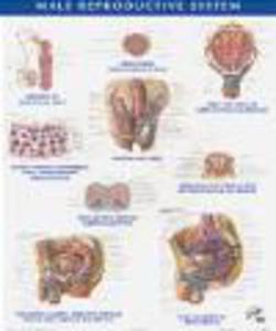 Netter Anatomy Chart Male Reproductive System - 2822223505