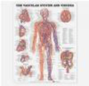 Vascular System and Viscera Chart - 2822223586