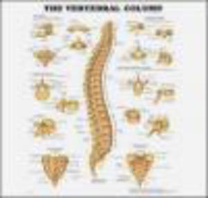 Vertebral Column Chart - 2822223589