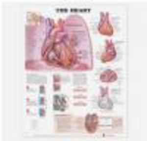 The Heart Anatomical Chart - 2848935883