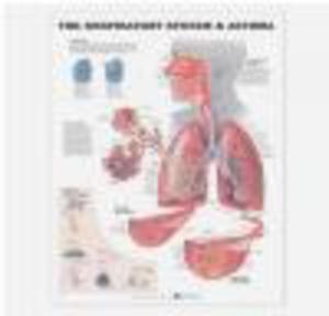 The Respiratory System Anatomical Chart - 2822223664
