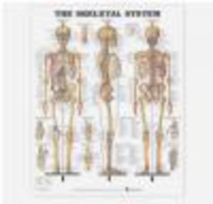 Skeletal System Chart - 2822223786