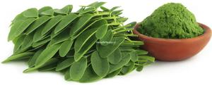 Moringa Liscie zmielone zrdo witamin, antyoksydantw i mineraw - 2841967379