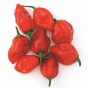 Habanero Bardzo ostra papryka czerwona - 2867513537