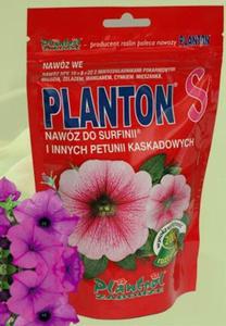 Planton Surfinie - 2877066858